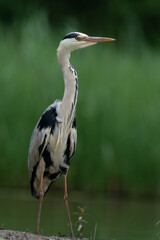 The grey heron (Ardea cinerea)