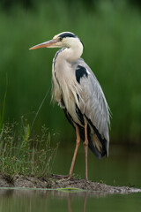 The grey heron (Ardea cinerea)