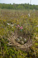 Limnodium: Sedges, Andromeda, Eriophorum, haircap moss, etc. Nest of Black-tailed godwit (Limosa...
