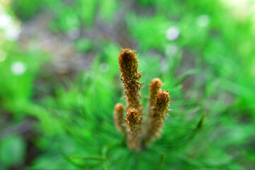 Medicine and afforestation. Young shoots of coniferous trees as a condition for healthy growth and medicinal raw materials for infusions from young pine shoots