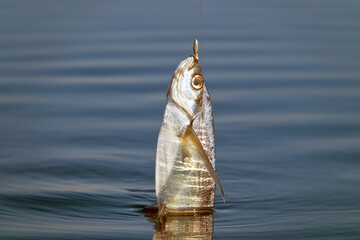 Sport fishing in the north river. Dynamic picture when Sabrefish (Pelecus cultratus) are brought to...
