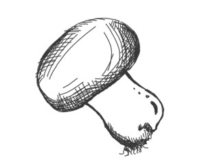 illustration of a mushroom champignon drawn by line art, isolated on white background. Sticker, image for menu, packaging, design element.