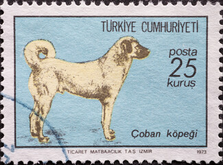 Turkey - circa 1973: A post stamp printed in Turkey showing a shepherd dog Anatolian Shepherd (Canis lupus familiaris)