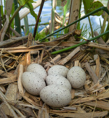 Bird's Nest Guide. Nidology. European coot (Fulica atra) nest on a eutrophied lake with an...