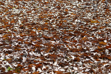 落葉　枯葉　葉模様