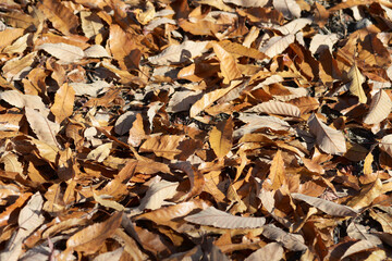 落葉　枯葉　葉模様