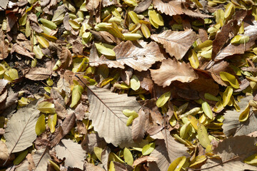 落葉　枯葉　葉模様