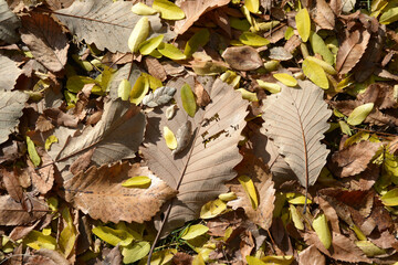 落葉　枯葉　葉模様