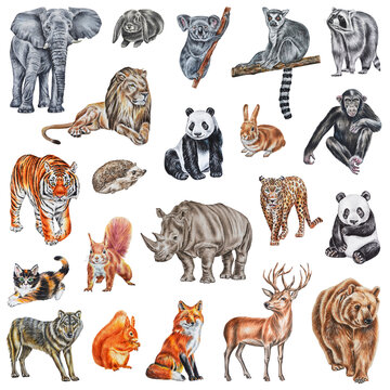 Large collection of animals. Illustration in a watercolor style isolated on white background. Hand drawn. Template.
