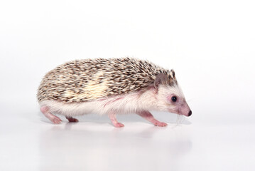 A beautiful cute hedgehog of African breed prickly with spikes on a white background in the studio