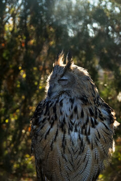 Eagle Owl (Bubo bubo) (half-length portrait ) sits in bright sun its eyes narrowed. Perhaps owl not only reduces load on retina, but also hides visible eyes from daytime birds (they actively attack)