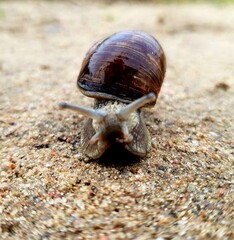 snail on the stone