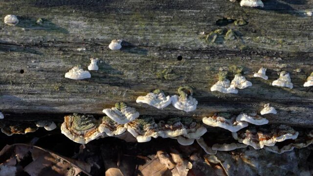 False Turkey Tail mushrooms on an extinct tree (Stereum ostrea) - (4K)