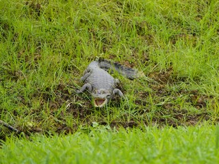 Obraz premium The spectacled caiman (Caiman crocodilus), also known as the white caiman, and speckled caiman, is a crocodilian in the family Alligatoridae.