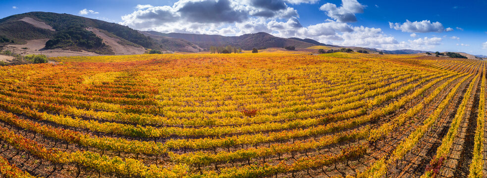 vineyard, Santa Ynez Valley, California