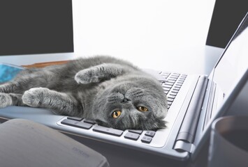 A beautiful cat is lying on a laptop keyboard on a home office desk.