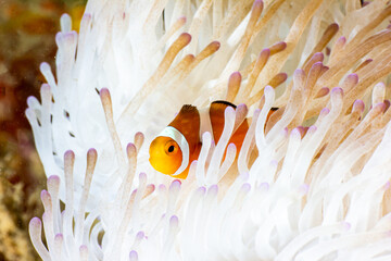 Fish in Indonesia