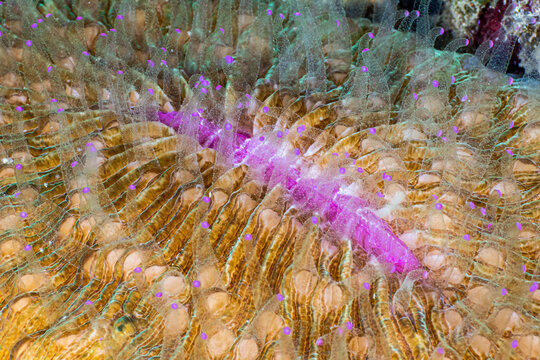 Coral Fungia in Indonsia