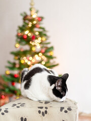 cat and christmas tree