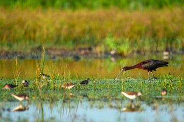 Plegadis falcinellus or Glossy ibis in natural habitat