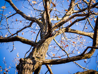 The woodpecker at work