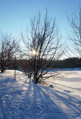 Winter park landscape in front of sunset with shadows of trees in the snow and blue sky, vertical orientation.