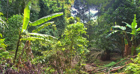 Clearing forest areas for banana plantations, cutting farming in Southeast Asia - obrazy, fototapety, plakaty