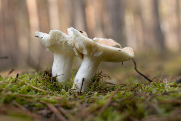 Grzyb w lesie  © FotoWave Dawid Nowak