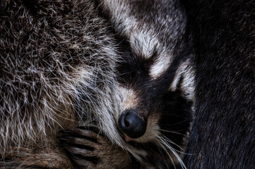 The head of a raccoon (Procyon lotor) is seen while sleeping in its enclosure at a Zoo