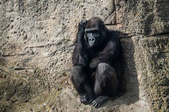 A young gorilla is seen with a pose as if it was thinking pictured in its enclosure at a Zoo