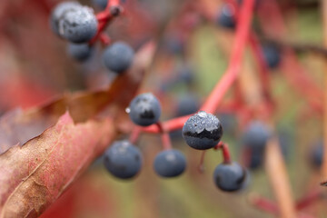 czarne jagody © FotoWave Dawid Nowak