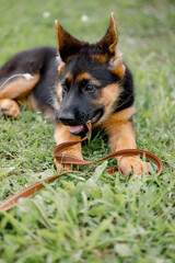 German Shepherd dog is ready for a walk with a leash in his mouth on a beautifully summer morning.