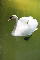 a beautiful large park with well-groomed animals and a river in the city