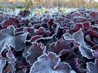Heuchera