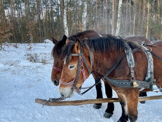 Fototapeta na wymiar horses in winter