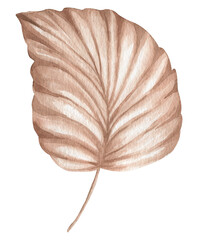 Illustration of a dry tropical leaf.