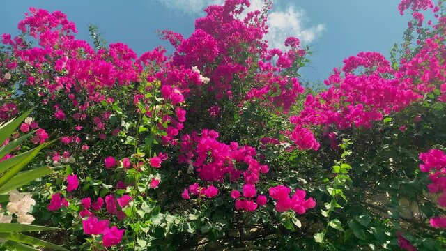 beautiful pink flowers on branches swaying in the wind mediterranean evergreen shrub blue sky with clouds