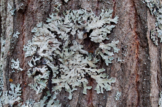 Gray lichen on the bark of an old tree.