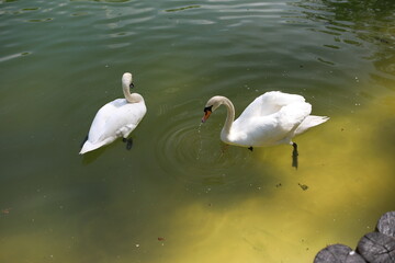 beautiful clean white swan swims in a clear lake