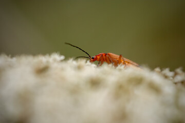 Red bug on a flower