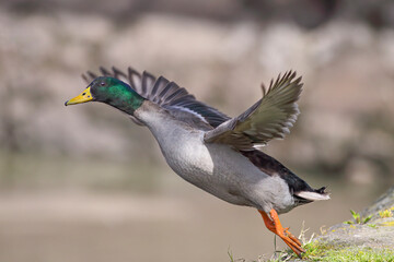 Wild duck taking off
