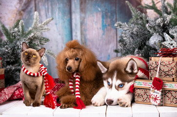 Fototapeta na wymiar siberian husky puppy, puppy toy poodle christmas dog and kitten Burmese