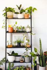 Plants And Decor On Rack At Home