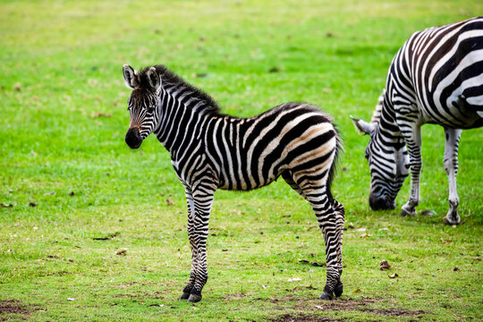 Plains Zebra foal