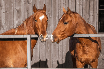A pair of friendly horses of the Russian breed in a corral on the background of a wooden stall in the fall on a farm