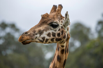 Rothschild giraffe