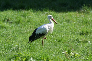 Cigogne