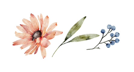 botanical set of pink aster flower and plants. watercolor drawing, hand painted on white background
