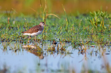 Tringa glareola or wood sandpiper in marshland