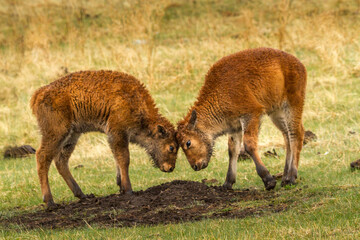 Baby Bison Battle